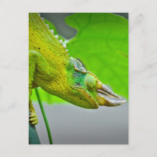 Giant 3 Horned Chameleon Postcard