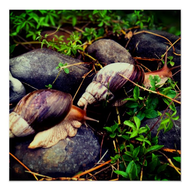 Giant African land snails Framed Art Poster (Front)