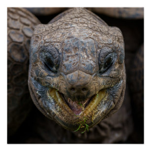 Giant Aldabra Tortoise Jigsaw Puzzle Poster