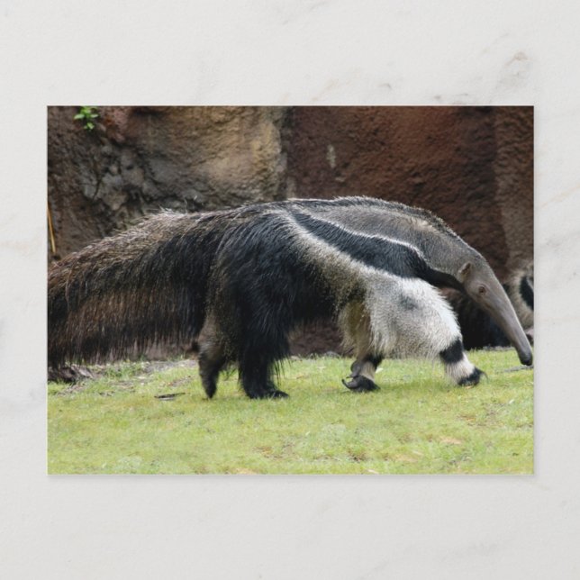 Giant Ant Eater4x6 Postcard (Front)