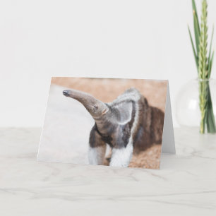 Giant Anteater Card