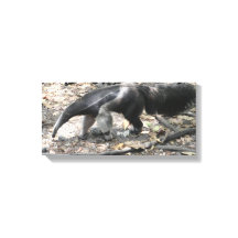Giant Anteater in South America
