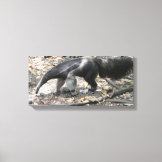 Giant Anteater in South America Canvas Print