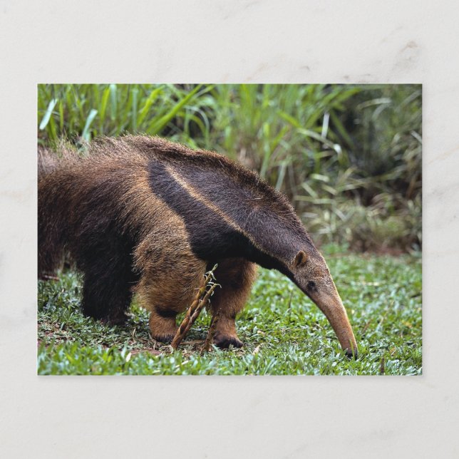 Giant anteater (Myrmecophaga tridactyla) Postcard (Front)
