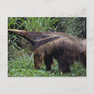 Giant anteater (Myrmecophaga tridactyla) Postcard