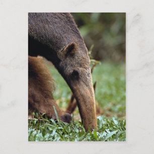 Giant anteater (Myrmecophaga tridactyla) Postcard