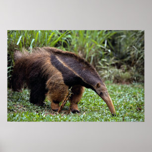 Giant anteater (Myrmecophaga tridactyla) Poster