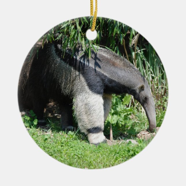 Giant Anteater Ornament (Front)