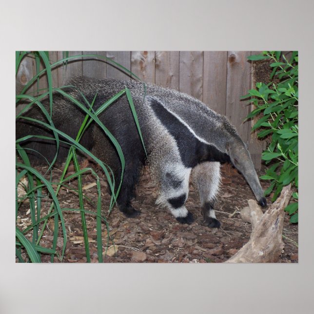 Giant Anteater Photo Poster (Front)