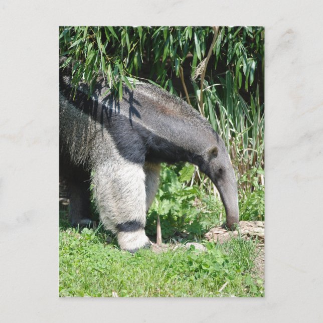 Giant Anteater  Postcard (Front)