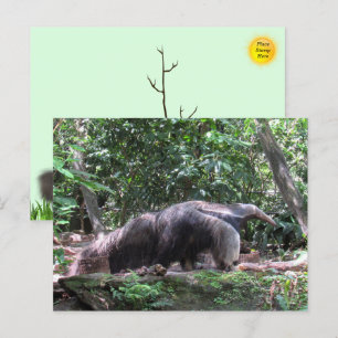 Giant Anteater Postcard