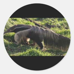 Giant Anteater Stickers