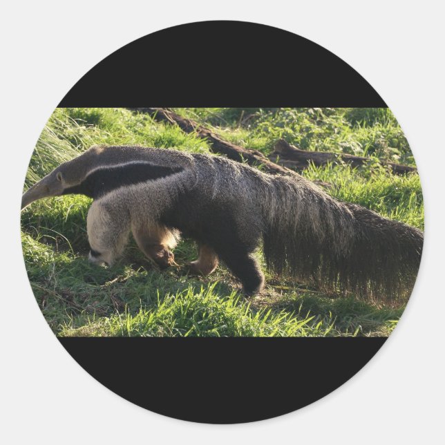 Giant Anteater Stickers (Front)