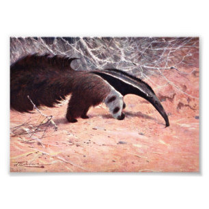 Giant Anteater Vintage Illustration. Photo Print