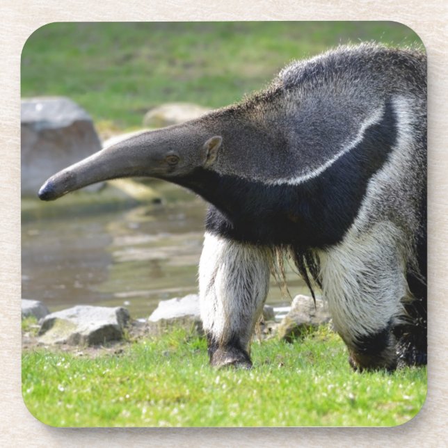 Giant Anteater walking on grass Coaster (Front)