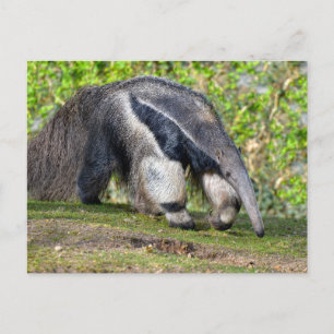 Giant Anteater walking on grass Holiday Postcard