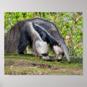 Giant Anteater walking on grass Holiday Postcard Poster