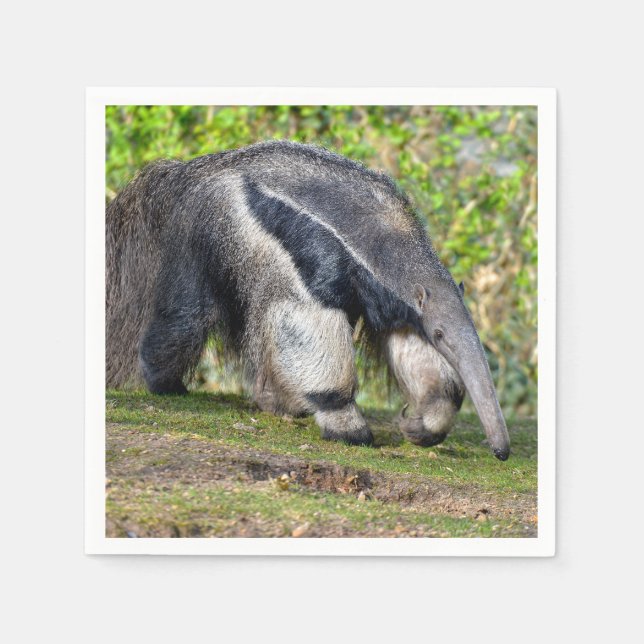 Giant Anteater walking on grass  Napkin (Front)