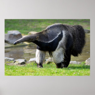 Giant Anteater walking on grass Poster