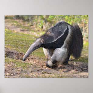Giant Anteater walking on grass Poster