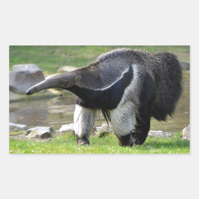 Giant Anteater walking on grass Rectangular Sticker (Front)