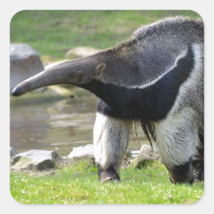 Giant Anteater walking on grass Square Sticker