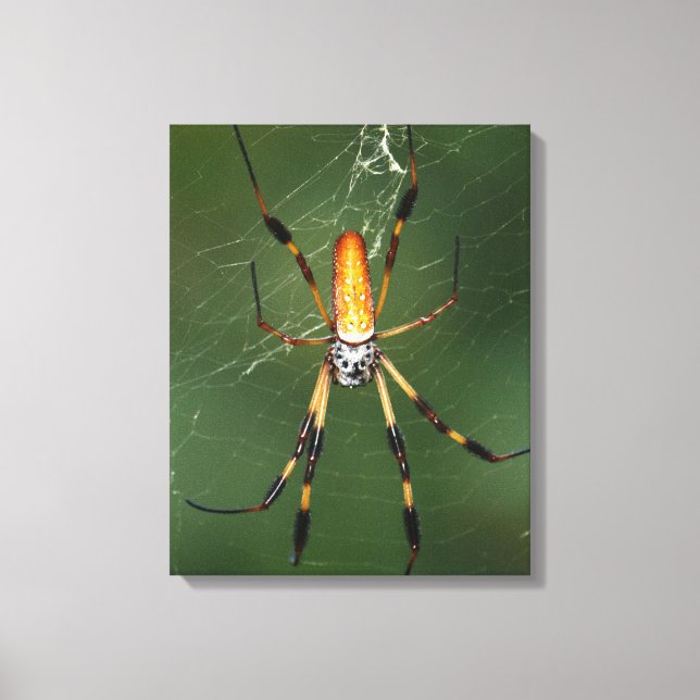 Giant Banana Spider canvas Print (Front)