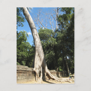 Giant Banyan Tree ... Ta Prohm Temple, Cambodia Postcard