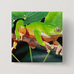 Giant Bicolor Monkey Treefrog, Phyllomedusa 15 Cm Square Badge