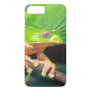 Giant Bicolor Monkey Treefrog, Phyllomedusa iPhone 8 Plus/7 Plus Case
