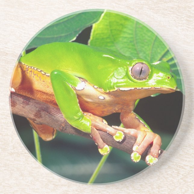 Giant Bicolor Monkey Treefrog, Phyllomedusa Coaster (Front)