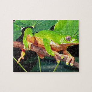 Giant Bicolor Monkey Treefrog, Phyllomedusa Jigsaw Puzzle