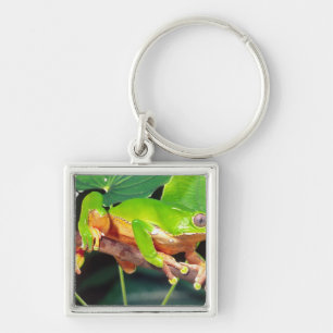 Giant Bicolor Monkey Treefrog, Phyllomedusa Key Ring
