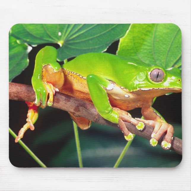 Giant Bicolor Monkey Treefrog, Phyllomedusa Mouse Mat (Front)