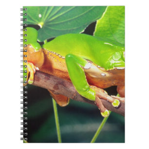 Giant Bicolor Monkey Treefrog, Phyllomedusa Notebook