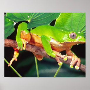Giant Bicolor Monkey Treefrog, Phyllomedusa Poster