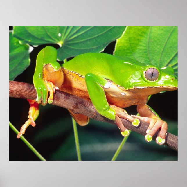 Giant Bicolor Monkey Treefrog, Phyllomedusa Poster (Front)