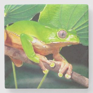 Giant Bicolor Monkey Treefrog, Phyllomedusa Stone Coaster