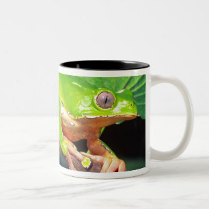Giant Bicolor Monkey Treefrog, Phyllomedusa Two-Tone Coffee Mug