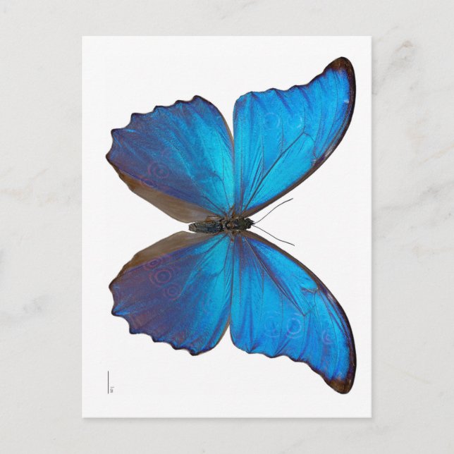 Giant Blue Morpho Butterfly Postcard (Front)