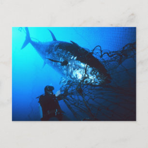 Giant Bluefin Tuna Caught in a Net Postcard