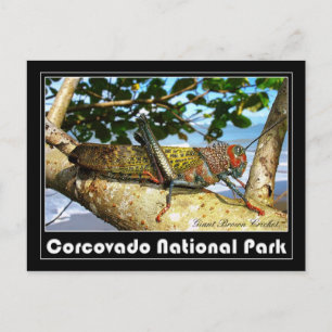 Giant Brown Cricket, Corcovado National Park Postcard