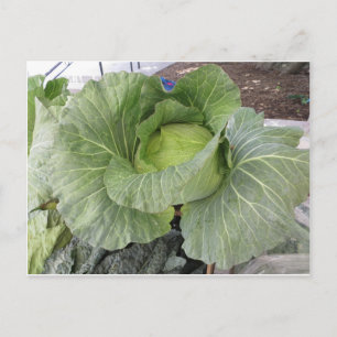 Giant Cabbage Postcard