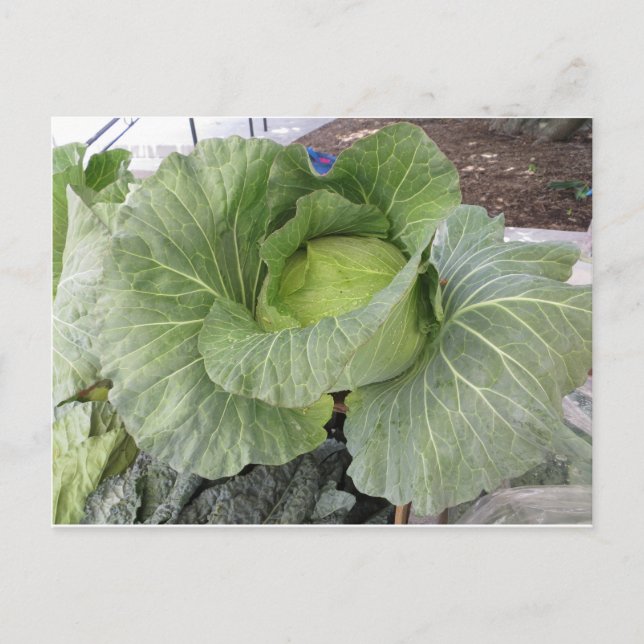 Giant Cabbage Postcard (Front)