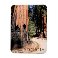 Giant Cinnamon Colour Tree in Sequoia National Par