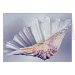 giant clam shell for decorative use