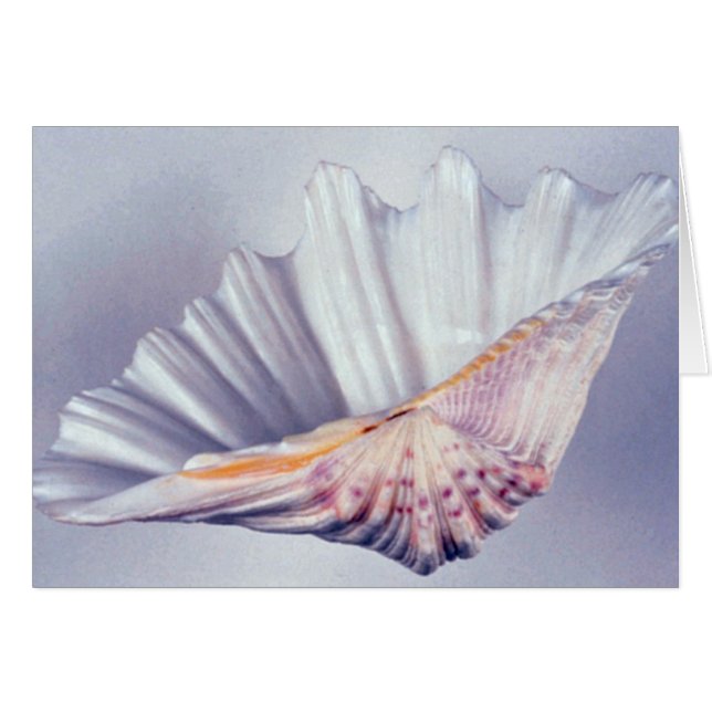 giant clam shell for decorative use (Front Horizontal)