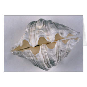 giant clam shell for decorative use
