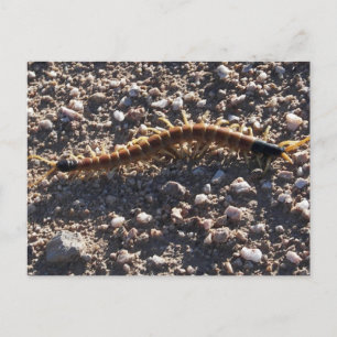 Giant Desert Centipede Postcard