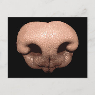 Giant Dog Nose Postcard